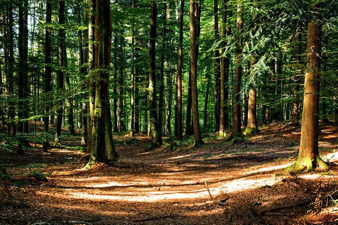 Les diablotins et la forêt de Chartreuse